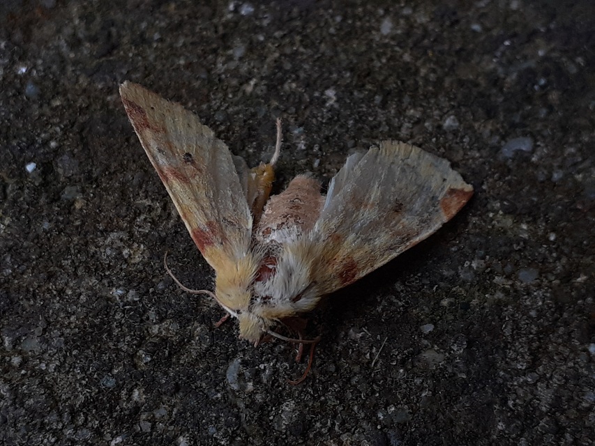 Cirrhia icteritia - nyárfa-sárgabagoly