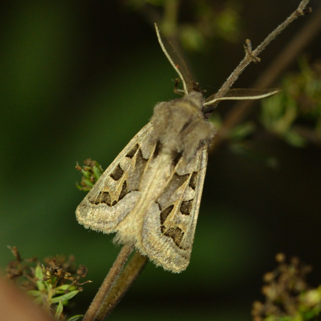 Episema glaucina - fogasjegyű liliombagoly