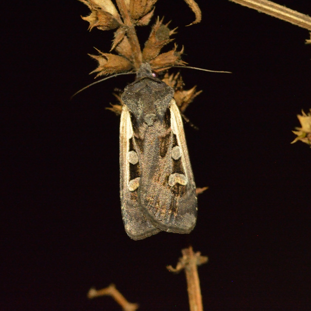 Euxoa hastifera pomazensis - szegélysávos földibagoly