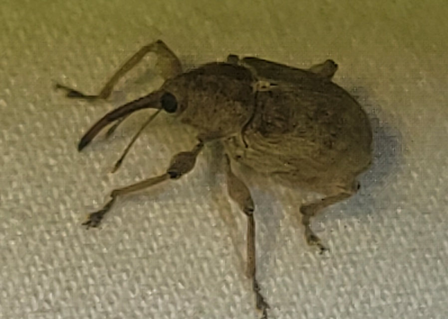 Curculio propinquus - halvány zsuzsóka