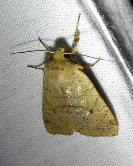 Propenistra laevis - könnyű őszibagoly