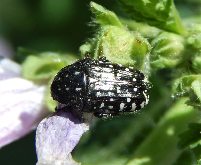 Oxythyrea funesta - sokpettyes virágbogár