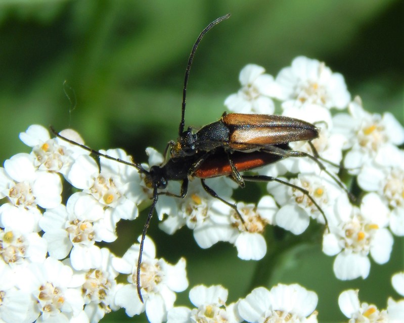 Stenurella melanura - feketevégű karcsúcincér