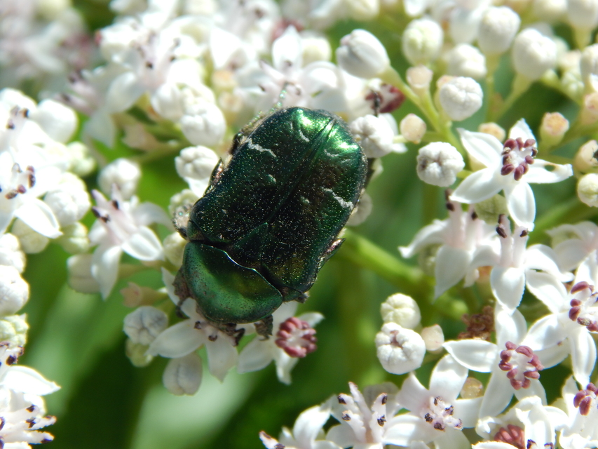 Cetonia aurata - aranyos virágbogár