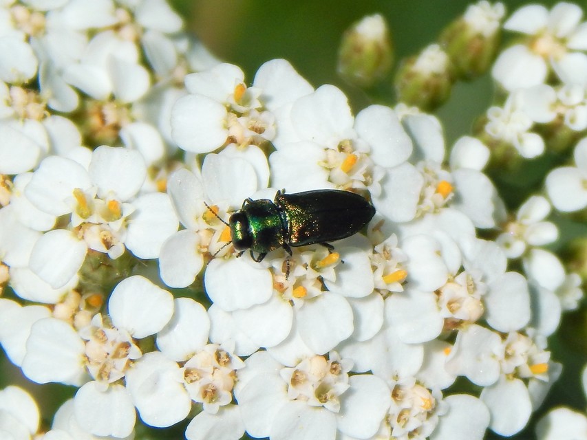 Anthaxia podolica - podóliai virágdíszbogár