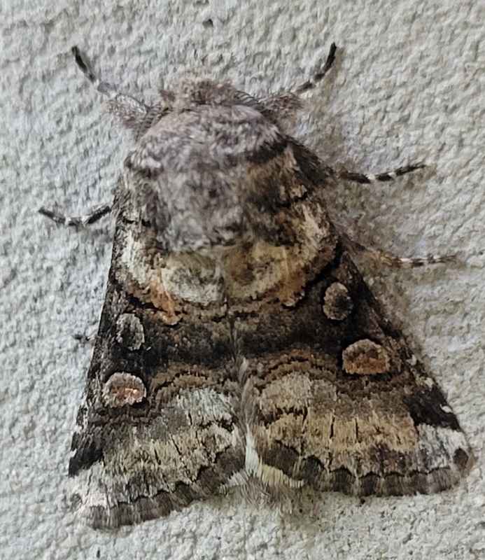 Cleoceris scoriacea - szürke liliombagoly