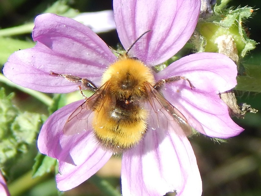 Bombus haematurus - mediterrán poszméh