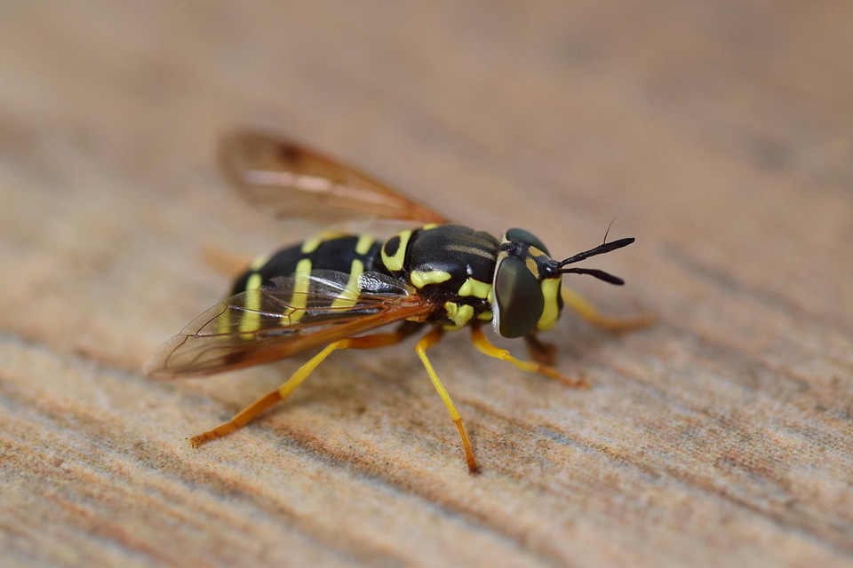 Chrysotoxum