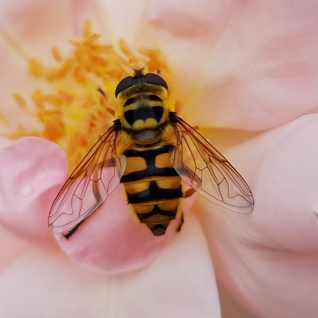 Myathropa florea - halálfejes odúlégy