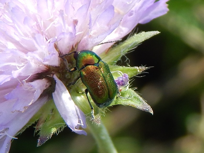 Cryptocephalus