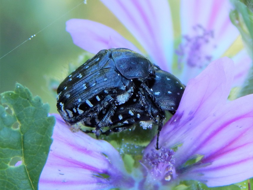 Oxythyrea funesta - sokpettyes virágbogár