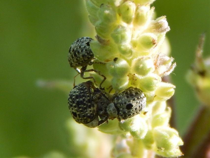 Cionus thapsus - kis ökörfarkkóró-gömbormányos