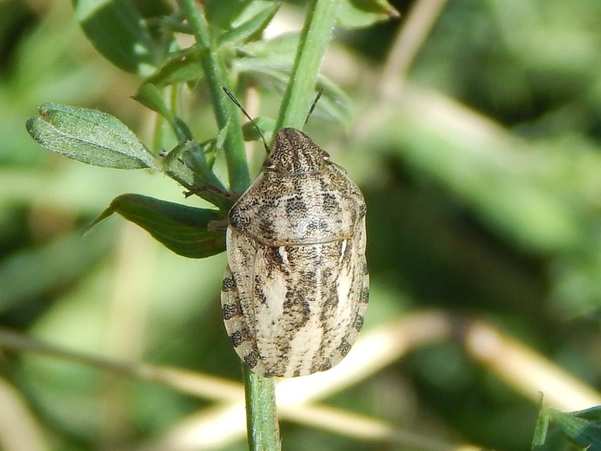 Eurygaster Eurygaster
