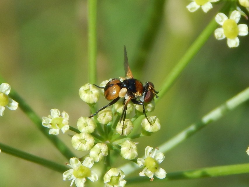 Phasiinae