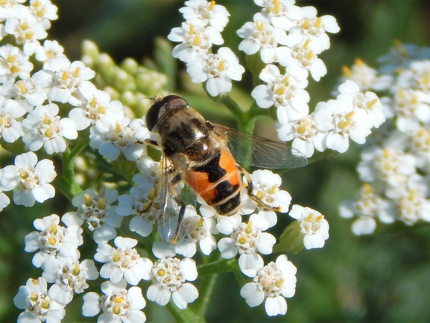 Eristalis arbustorum - fehérarcú herelégy