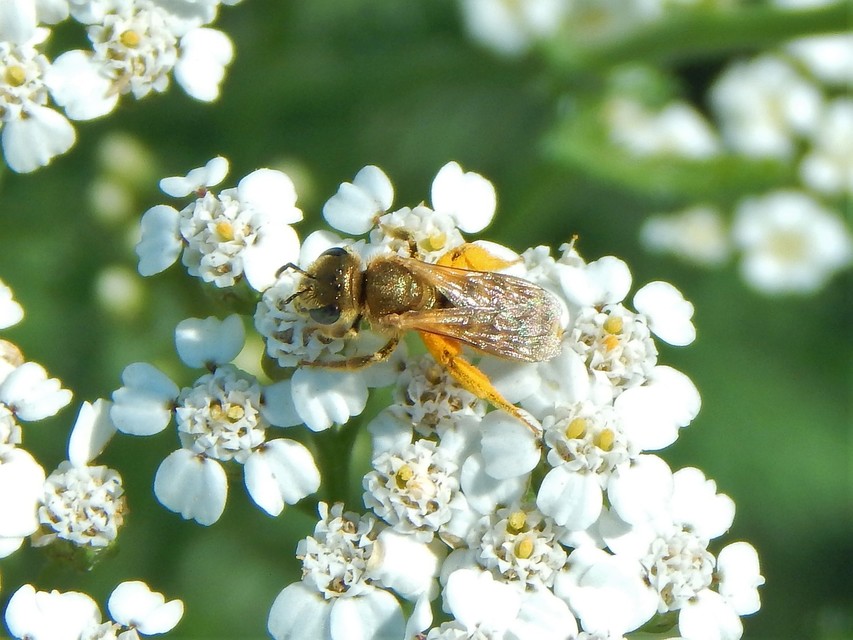 Hymenoptera - Hártyásszárnyúak