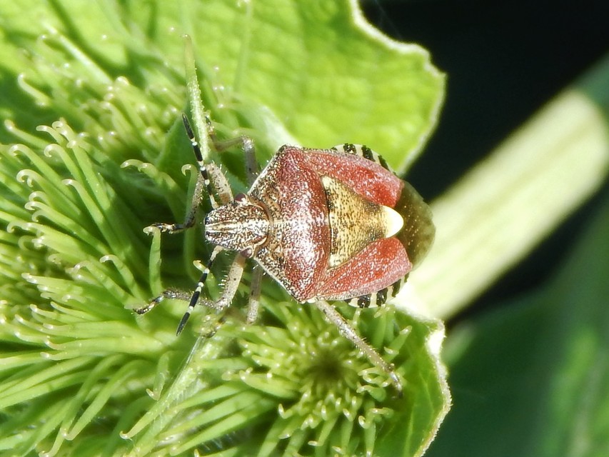 Dolycoris baccarum - közönséges bogyómászó-poloska
