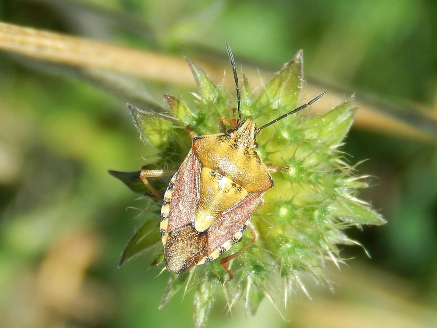 Carpocoris