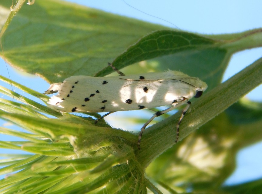Myelois circumvoluta - pettyes karcsúmoly