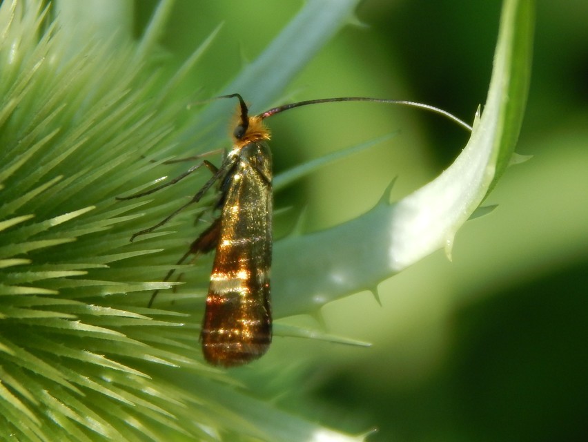 Adelidae - hosszúcsápú-tőrösmolyfélék