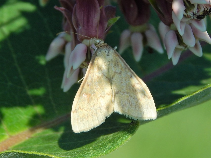 Ostrinia nubilalis - kukoricamoly