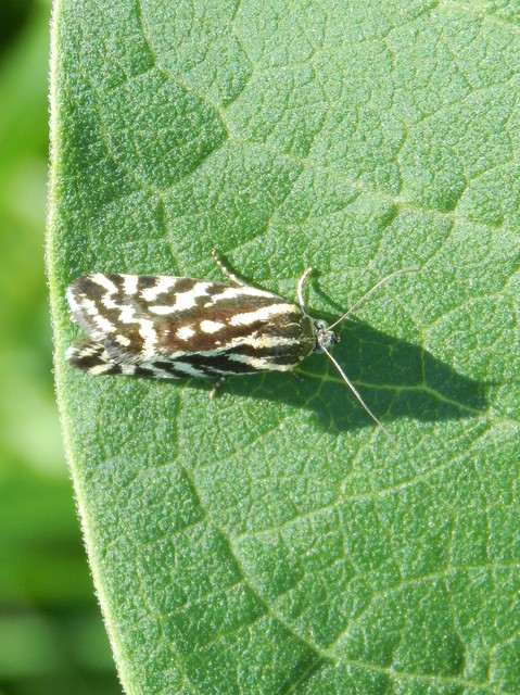 Emmelia trabealis - zebrabagoly