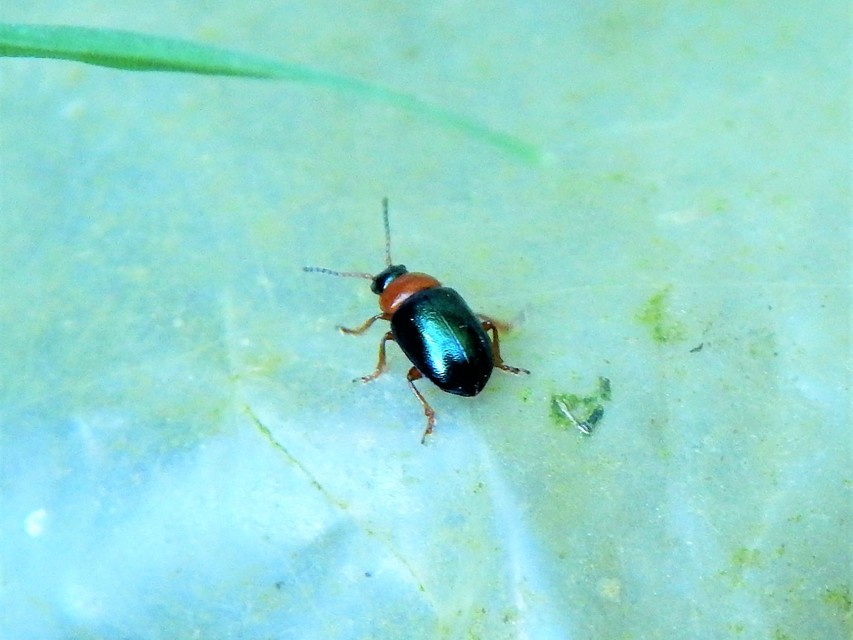 Gastrophysa polygoni - paraj-levélbogár Gastrophysa polygoni - paraj-levélbogár