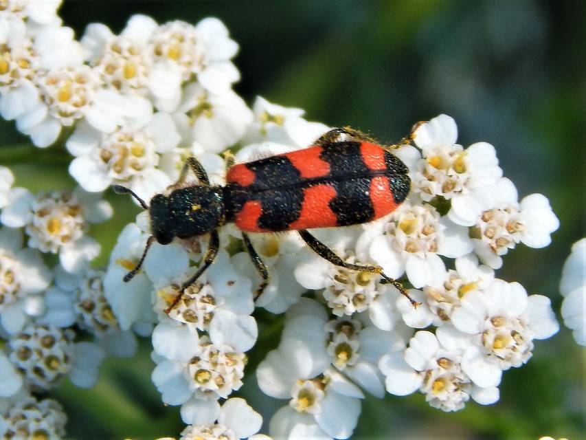 Trichodes favarius - hatfoltos méhészbogár