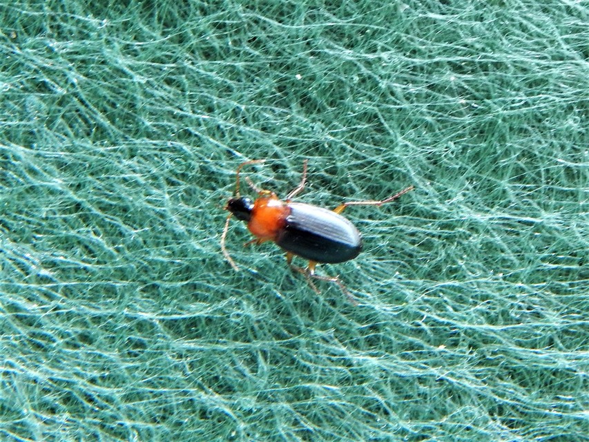 Calathus melanocephalus - vörösnyakú tarfutó Calathus melanocephalus - vörösnyakú tarfutó