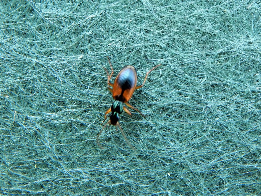 Anchomenus dorsalis - hátfoltos kisfutó