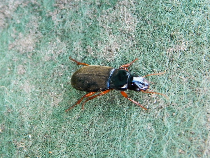 Harpalus rufipes - nagy selymesfutó