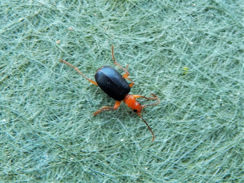 Brachinus explodens - kis pöfögőfutó