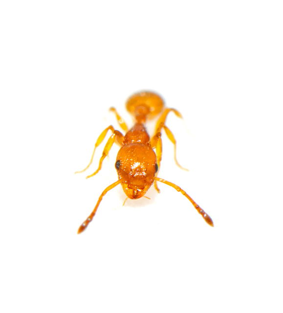 Temnothorax unifasciatus - gyűrűs kéreghangya
