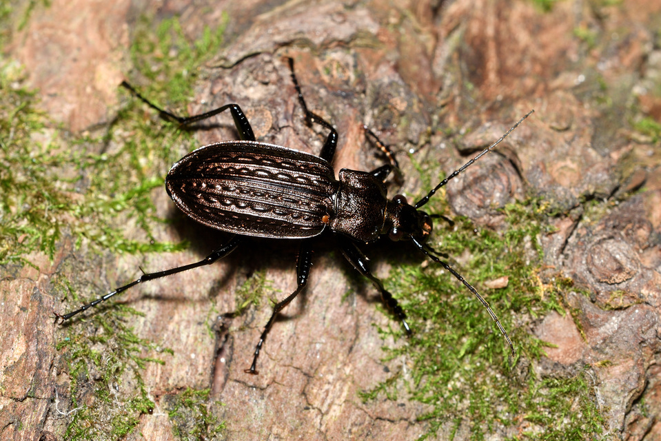 Carabus granulatus - mezei futrinka