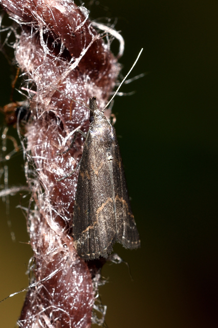 Schrankia costaestrigalis - keskenyszárnyú karcsúbagoly