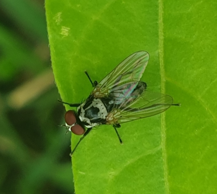 Anthomyia procellaris