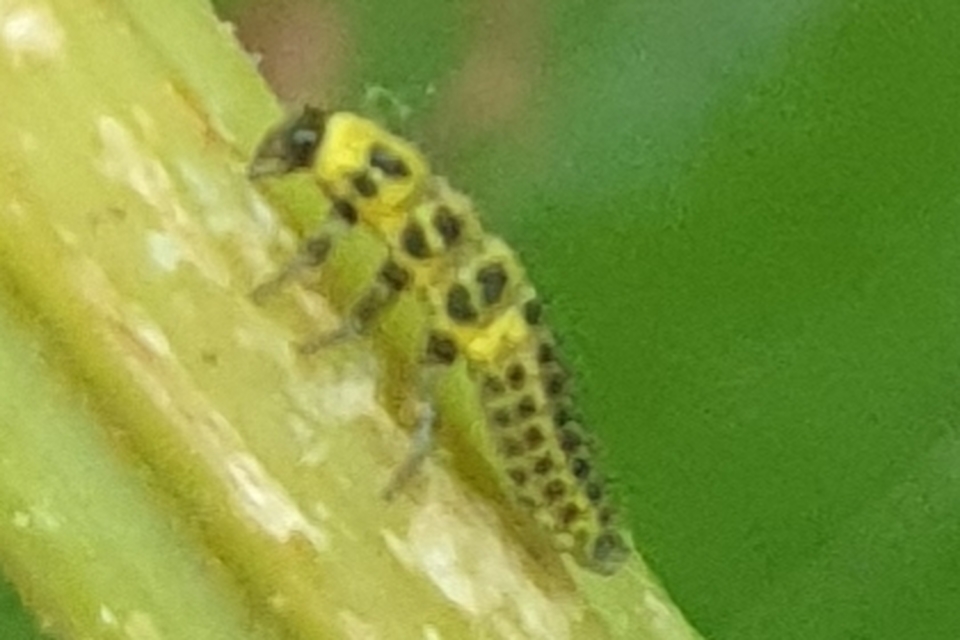 Psyllobora vigintiduopunctata - huszonkétpettyes katica