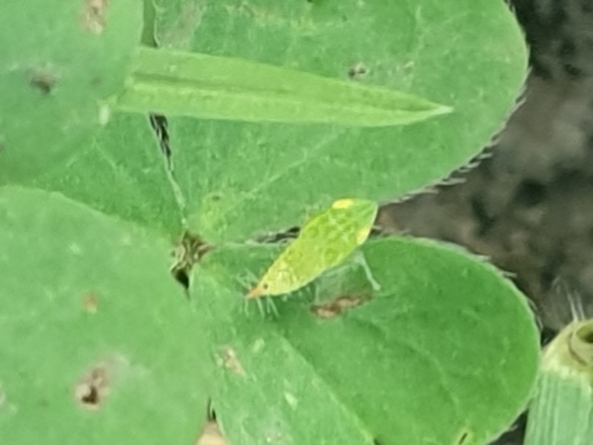 Fieberiella florii