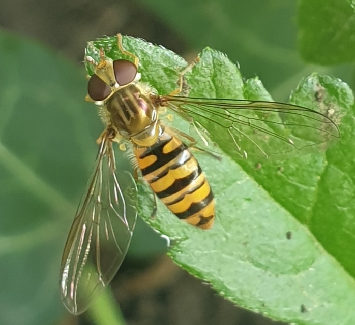 Episyrphus balteatus - ékfoltos zengőlégy