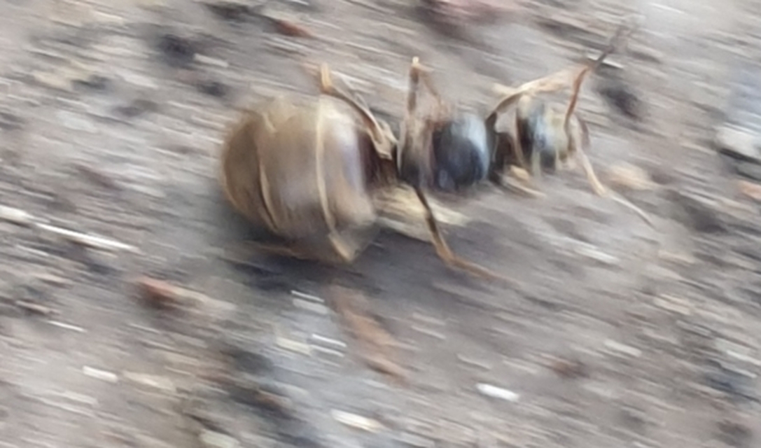 Lasius bombycina - pusztai feketehangya