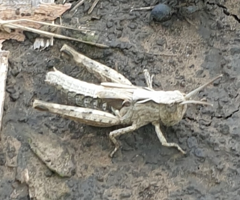 Chorthippus (Glyptobothrus) (subgenus)