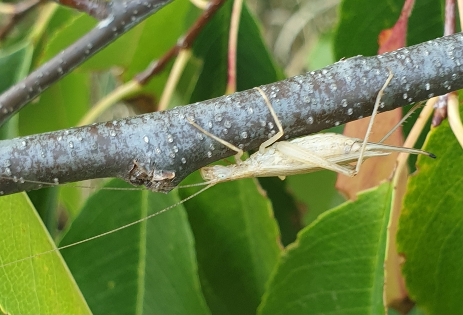 Oecanthus pellucens - pirregőtücsök