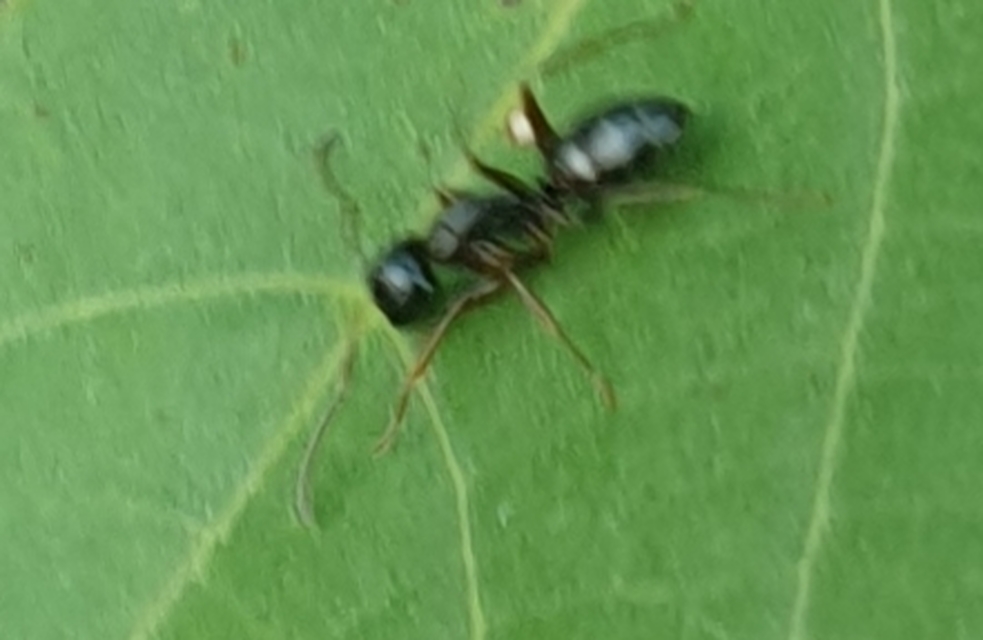 Camponotus fallax - ligeti lóhangya
