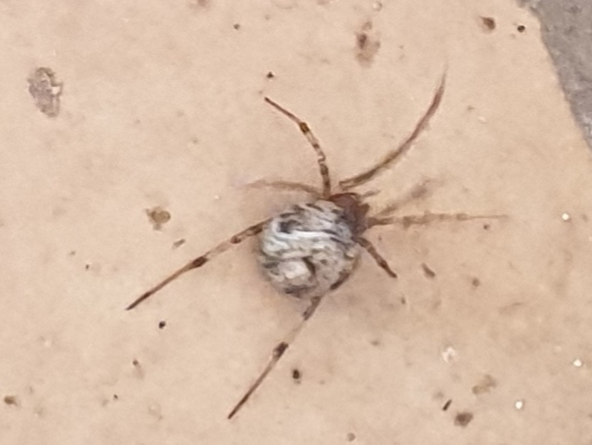 Parasteatoda tepidariorum - üvegházi törpepók