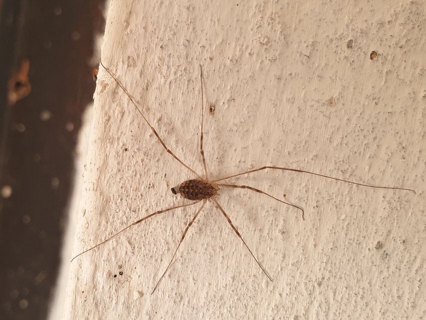 Opilio saxatilis