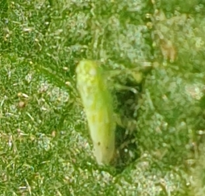 Micantulina stigmatipennis