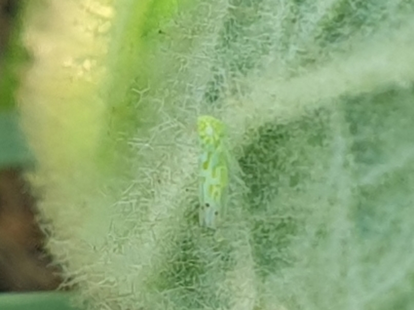 Micantulina stigmatipennis