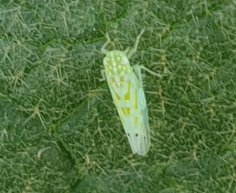 Micantulina stigmatipennis