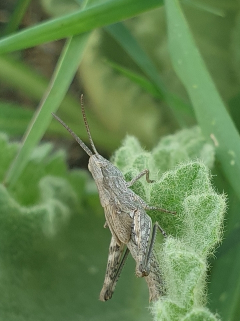 Chorthippus (Glyptobothrus) (subgenus)