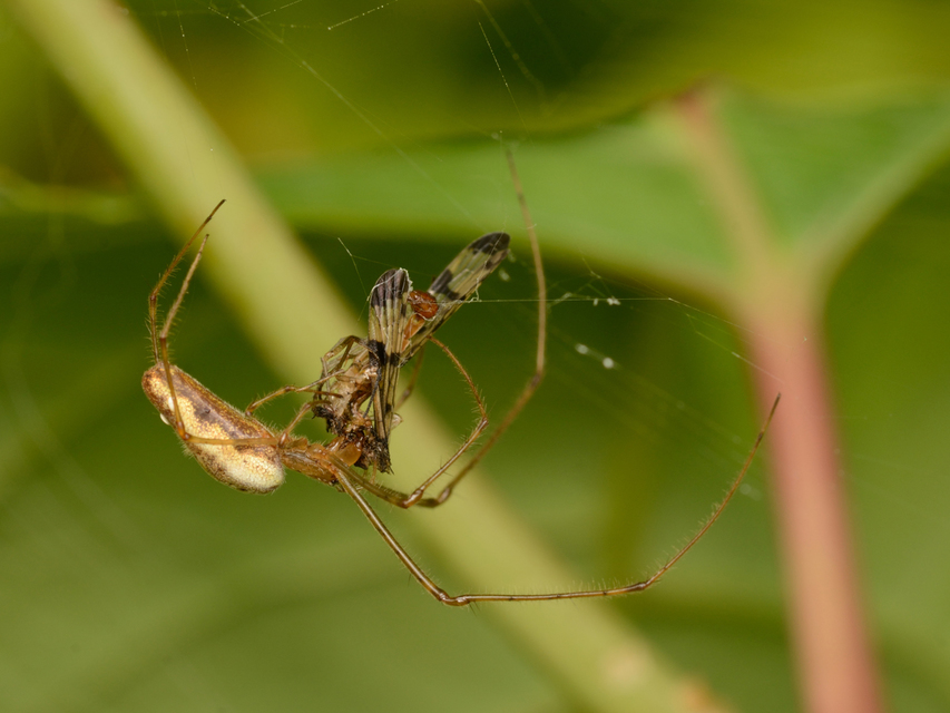Tetragnatha